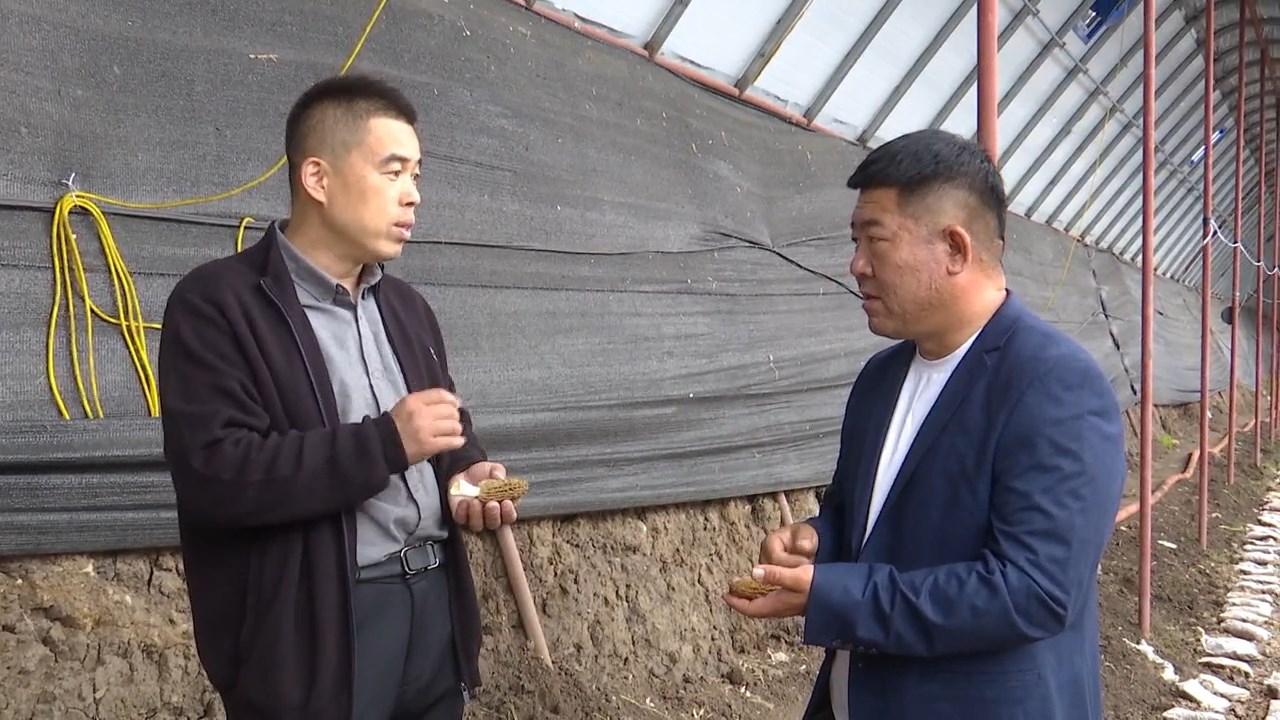 东宁市:羊肚菌迎来"丰收季"